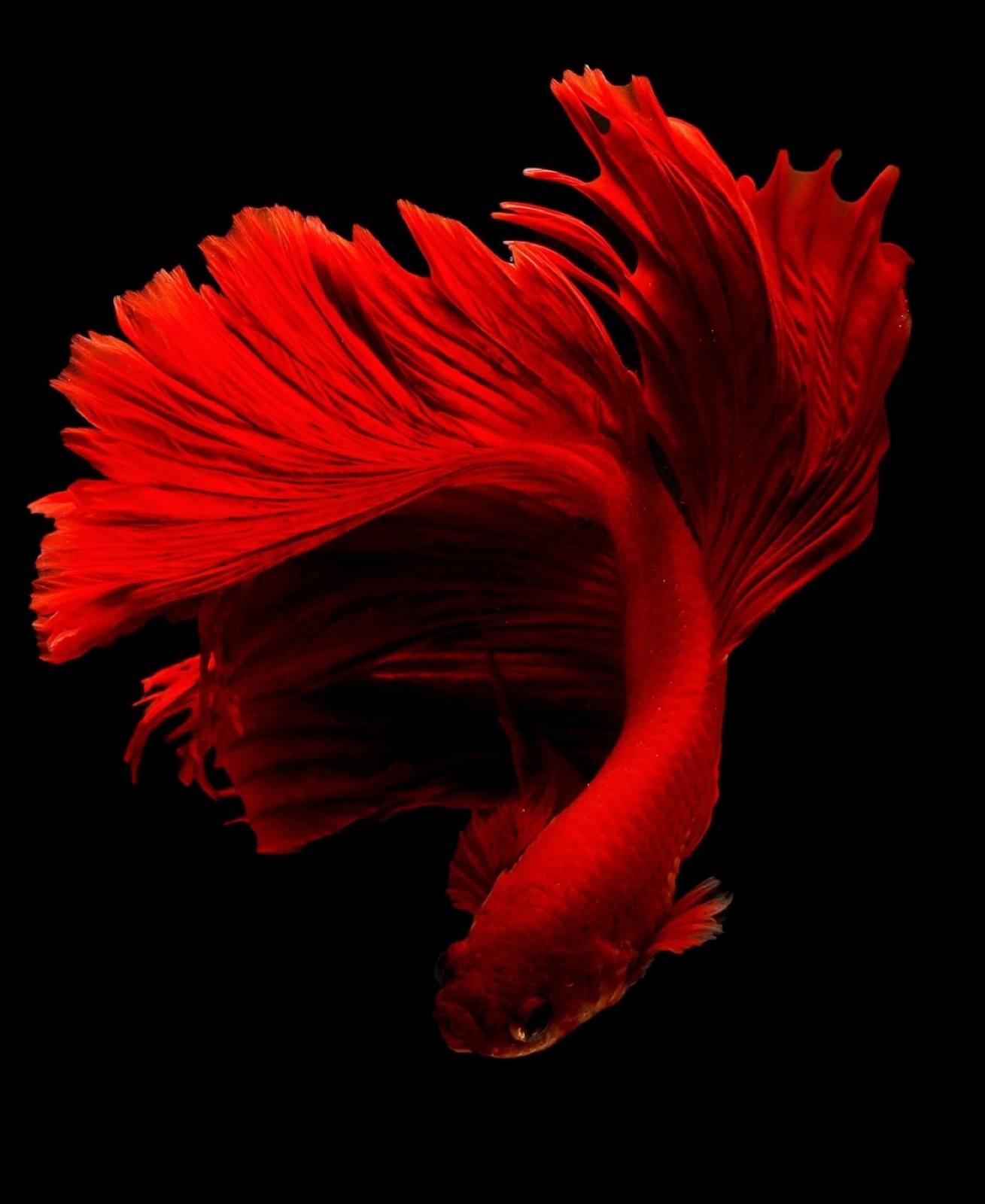 Sculptural red betta fish against a black background